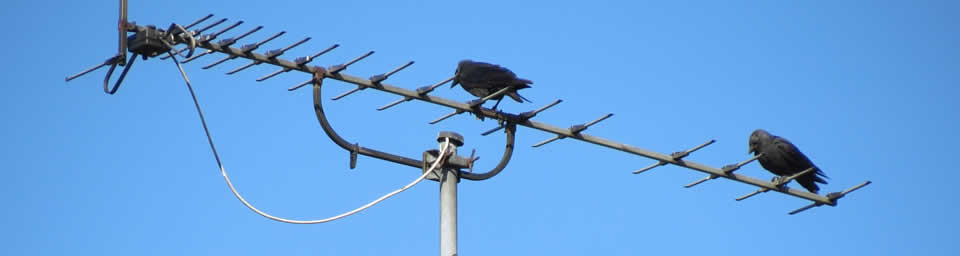 birds on digital TV aerial Tweed Heads South